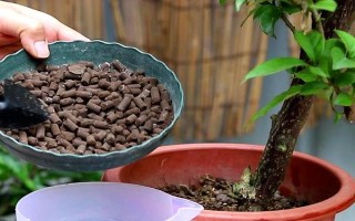 三角梅为何不开花只长叶，可能是缺少光照、养分、生长空间等原因造成