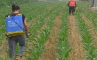 玉米苗后除草剂多久能吸收，需要2-6个小时的吸收过程