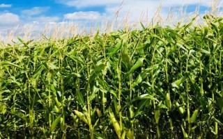 洛玉612玉米种子特征特性，夏播生育期100-107天