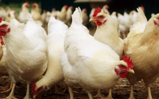 白羽鸡养多少天可以出栏，饲养42天左右即可出栏