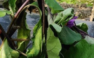 茄子菌核病，整个生育期内都有发病可能性