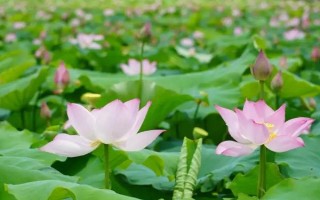 荷花为什么会烂根，可能是水量过多、施肥过量等因素造成