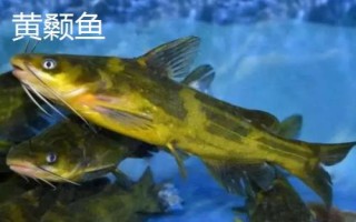 2号海夕钩与几号伊豆钩相当,从尺寸上看相当于4号伊豆钩