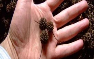 钩藤怎么选种，可剪下优良健壮的果枝