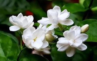 茉莉在什么季节开花,一般在春夏开花