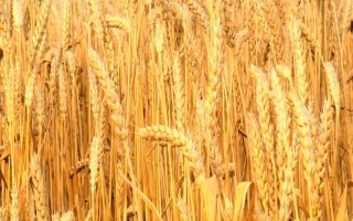 西南112小麦种子简介，平均全生育期178天