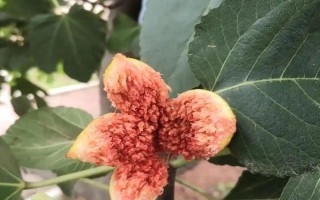 无花果有没有花，无花果有花