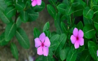 长春花剪枝种植方法,适合偏酸性的沙质土壤