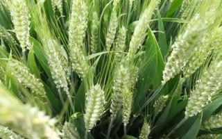 中麦688小麦品种简介，与对照品种周麦36号熟期相当