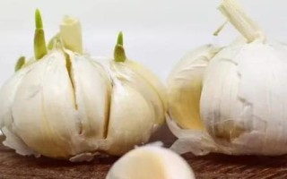 霜降过后可以在阳台上种什么蔬菜，可种植白菜、胡萝卜、大蒜等品种