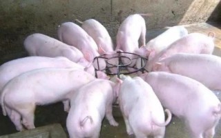 给猪喂小苏打的注意事项，要适量且不能与维生素B1、B2等同时使用