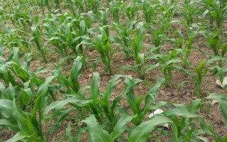 金科986玉米种子特点，辽宁省春播生育期126天