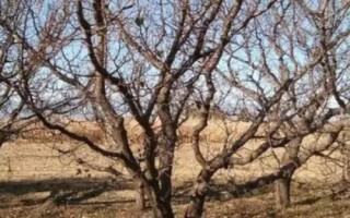 杏树采果后管理注意事项，采果后必须进行修剪一次