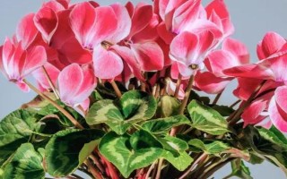 仙客来能放房间养吗，有毒不适合放在房间内养护