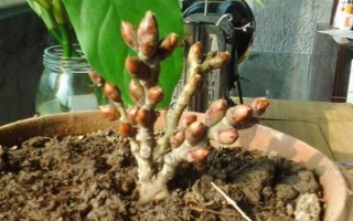 怎么扦插富贵子，在4月初扦插为佳