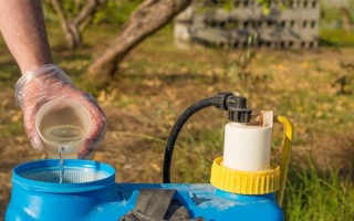 吡虫啉豆角开花后能用吗,可在豆角开花后使用