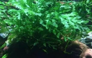 凤尾蕨水草好不好养，抗逆性强比较容易养护
