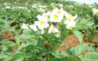 马铃薯施肥技术，在秋冬耕前施入充足的基肥