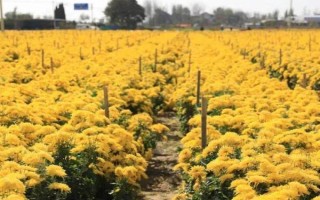 菊花的种植时间，取决于繁殖方法