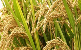 袁粳9238号水稻种子特征特性,属中早熟品种