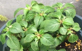 盆栽凤仙花的养殖方法，每隔一个月施一次稀薄的肥水