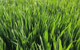 麦青的简介，也叫麦苗属于一年生草本植物