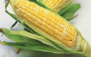 中农大691玉米种子介绍,注意防治玉米螟和蚜虫