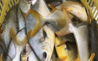 金鲳鱼和白鲳鱼的区别是什么，价格、颜色、重量均不同