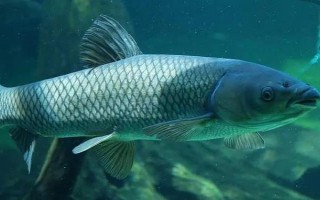 草鱼是不是淡水鱼，属于典型的淡水鱼类