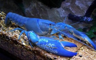 天空蓝魔虾吃什么，可以喂人工虾粮、红虫、水蚯蚓等