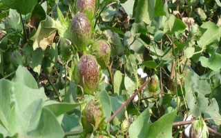 贤丰2号棉花种子特点,4月10日至20日覆膜播种