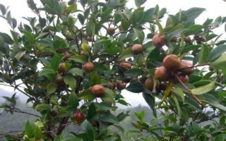 几月适合种油茶树,秋栽为宜