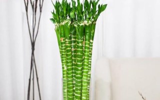 怎么养殖龙竹，每隔7-8天换一次水