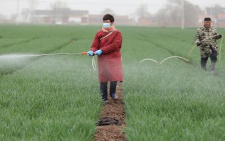 高温期施农药的害处，会导致杀虫效果差且药效低