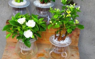 水培茉莉多少天生根,15-20天就可以生根