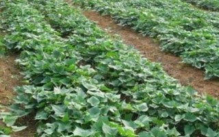 种红薯用什么肥料能变大变甜，肥料类型取决于生长时期