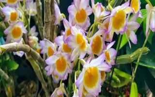 玫瑰石斛怎么养殖，生长期每隔10-14天浇一次水