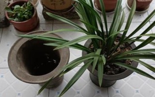 8月份能不能给兰花换盆，可以更换但不是最佳时期