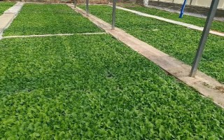 烟草花叶病的危害症状，叶脉两侧叶肉组织会渐呈淡绿色