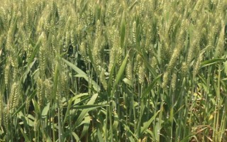 陇鉴119小麦种子特征特性，生育期273天