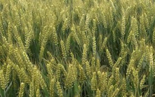 兰天34号小麦种子简介，9月上旬-10月中旬播种