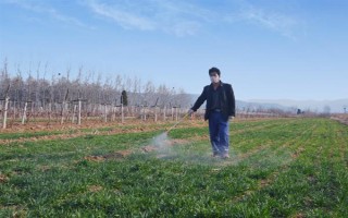 小麦叶尖发黄的原因，氮肥施用过多或除草剂药害均会导致