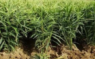 生姜种植方法，选择发育良好的姜种