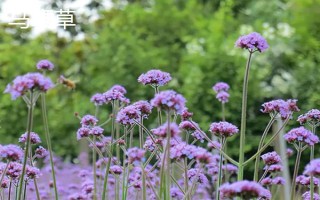 马鞭草有什么种类,分为柳叶马鞭草、柠檬马鞭草等品种