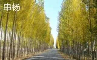 杨树有哪些常见品种,山杨、意杨、串杨等品种较常见