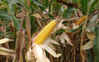 珺中707玉米品种简介，中抗小斑病