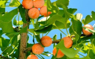 银杏落果如何处理，可采取施肥、浇水、修剪等措施