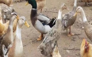 畜禽标识和养殖档案管理办法的内容，在我国境内从事相关生产等活动都要遵守