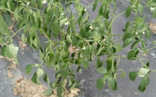 辣椒秧烂根的原因，通常是因为患有根腐病所导致