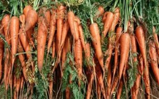 胡萝卜最佳种植时间,秋萝卜一般在7月下旬播种